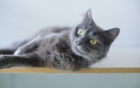 Красивый пепельный зеленоглазый кот