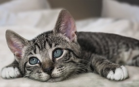 Красивый серый котенок лежит на кровати