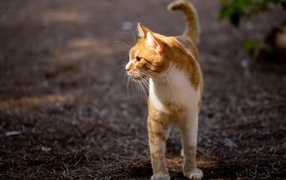 Красивый рыжий кот в лучах солнца
