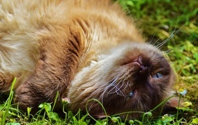 Beautiful thoroughbred cat with blue eyes is resting on the grass
