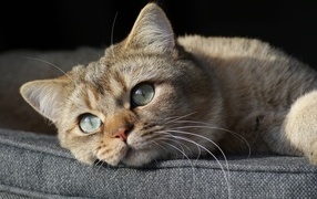 Красивый породистый зеленоглазый кот лежит на кровати