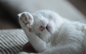 Beautiful white cat sleeps on the bed