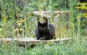 Большой черный кот сидит в зеленой траве