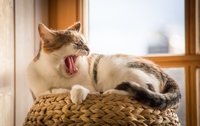 Big domestic cat yawns at the window