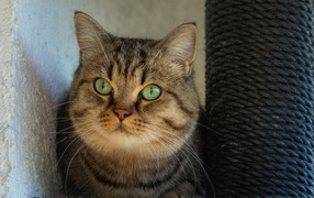 Большой серый кот с зелеными глазами