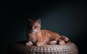 Большой рыжий кот на сером фоне