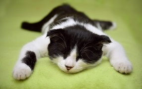 Black and white domestic cat sleeping on the bed