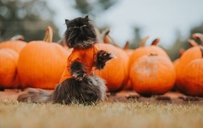 Black cat with pumpkins