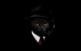 Cat in a suit on a black background