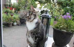 Милый серый домашний кот у клумбы