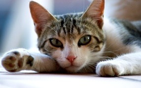 Серый с белым домашний зеленоглазый кот