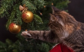 Gray cat plays with toys on the Christmas tree