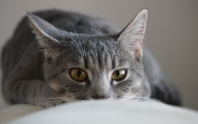 Серая кошка спит на диване