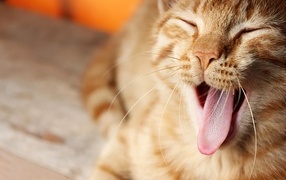 Серый кот с розовым языком зевает 