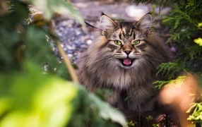 Green-eyed fluffy Siberian cat in the bushes
