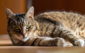 Большой домашний серый кот с зелеными глазами