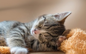 Маленький милый спящий серый котенок