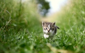 Little gray kitten in green grass