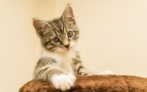 Маленький котенок лежит на подушке