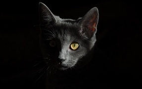 Muzzle of a gray kitten on a black background close-up