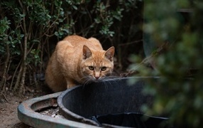 Рыжий кот пьет воду 