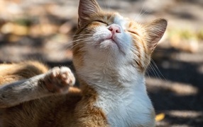 Рыжий кот с закрытыми глазами