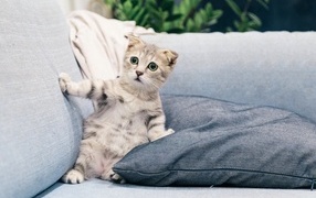 Испуганный котенок лежит на диване