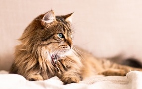 Серьезный пушистый серый кот лежит на кровати