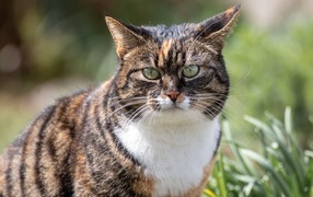 Серьезный полосатый кот гуляет по улице