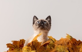 Маленький сиамский котенок в листьях на белом фоне