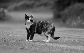 Пятнистая трехцветная кошка на дороге