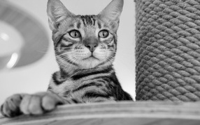 Серый кот стоит у когтеточки