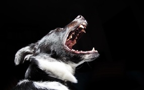 Злая собака с открытой пастью на черном фоне