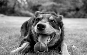 Австралийский келпи с высунутым языком на траве