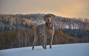 Beautiful Weimaraner dog in the snow