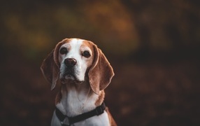 Big beagle with a sad look