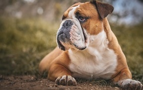 Большой серьезный бульдог лежит на земле