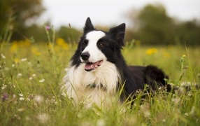 Black and white border collie lies in the grass