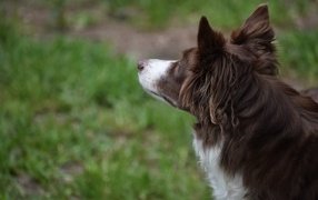 Бордер колли с грустным взглядом