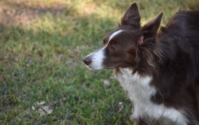 Собака породы бордер-колли- на прогулке