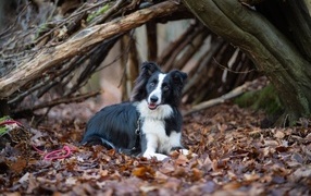 Border collie dog lies on foliage in the park