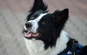 Border collie dog with open mouth