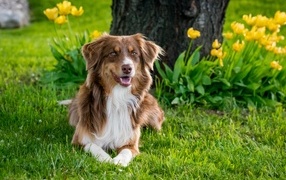 Коричневая австралийская-овчарка лежит на траве под деревом