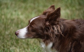 Brown border collie dog