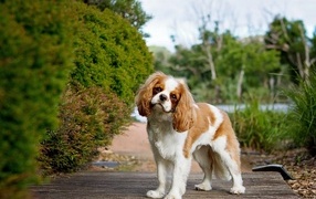 Чарльз кинг спаниель на прогулке