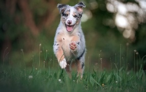 Cheerful Australian Shepherd puppy runs through the grass