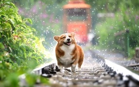 Веселый корги бежит по рельсам под дождем 
