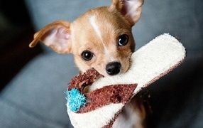 Chihuahua dog with a slipper in its teeth