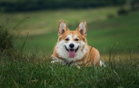 Собака породы корги лежит на зеленой траве