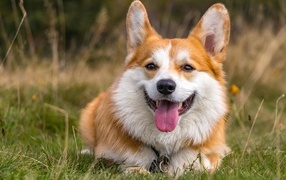 Corgi lying on the grass with his tongue hanging out